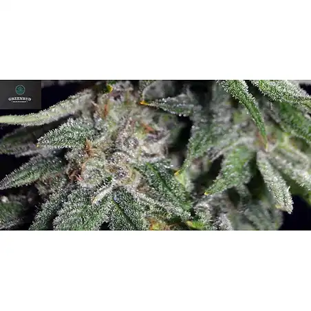 White Widow X AK Early Version - Greenbud Seeds