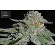 White Widow X AK Early Version - Greenbud Seeds