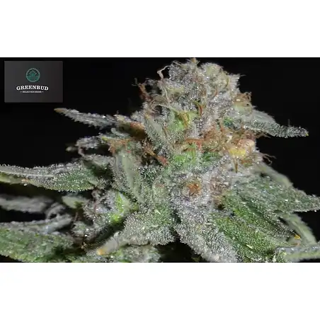 White Widow X AK Early Version - Greenbud Seeds