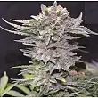 Northern Light 10 Early Version - Greenbud Seeds Northern Light 10 Early Version - Greenbud Seeds