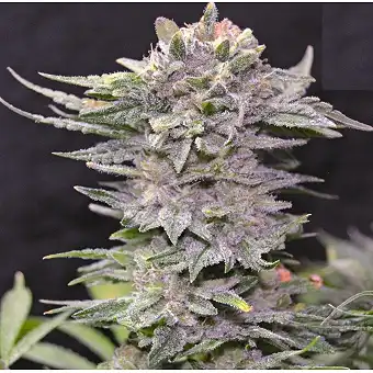 Northern Light 10 Early Version - Greenbud Seeds