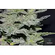 Northern Light 10 Early Version - Greenbud Seeds