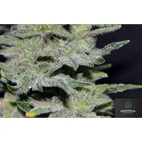 Northern Light 10 Early Version - Greenbud Seeds