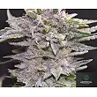 Northern Light 10 Early Version - Greenbud Seeds