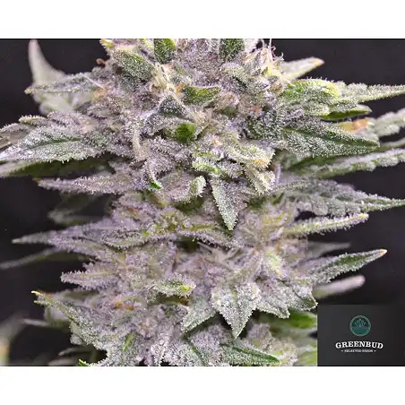Northern Light 10 Early Version - Greenbud Seeds