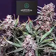 Lemon Pie Auto - Greenbud Seeds Lemon Pie Auto - Greenbud Seeds