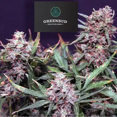 Lemon Pie Auto - Greenbud Seeds