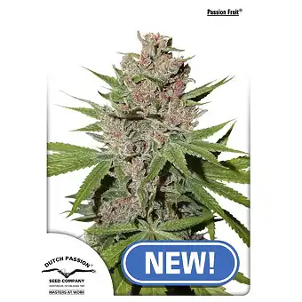 Passion Fruit - Dutch Passion