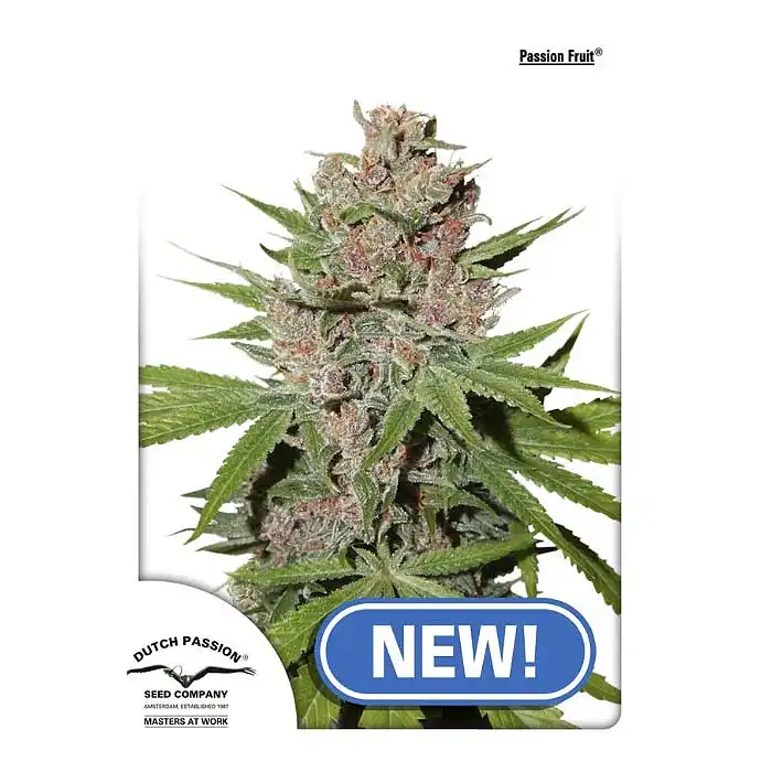Passion Fruit - Dutch Passion