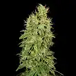 CBD Chronic - Serious Seeds CBD Chronic - Serious Seeds