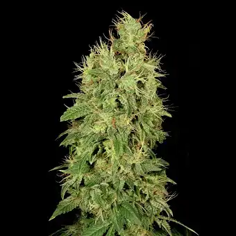 CBD Chronic - Serious Seeds