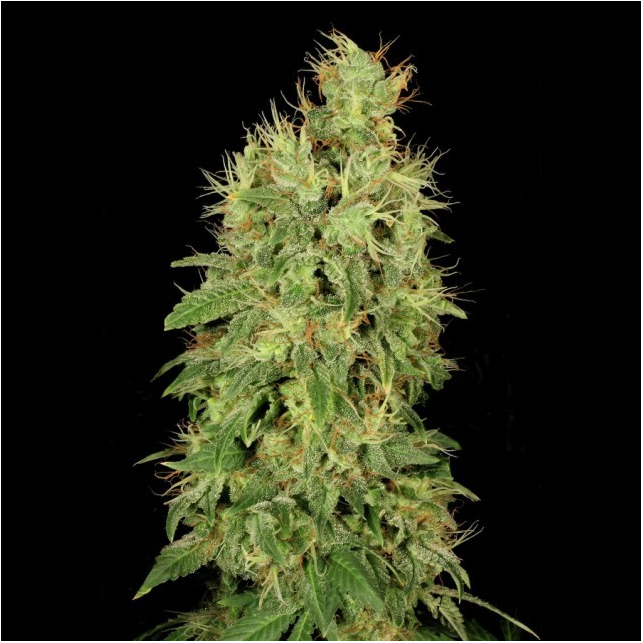 CBD Chronic