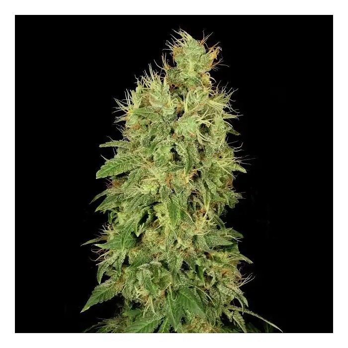 CBD Chronic - Serious Seeds