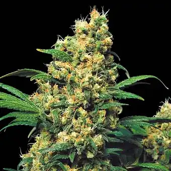 CBD Warlock - Serious Seeds