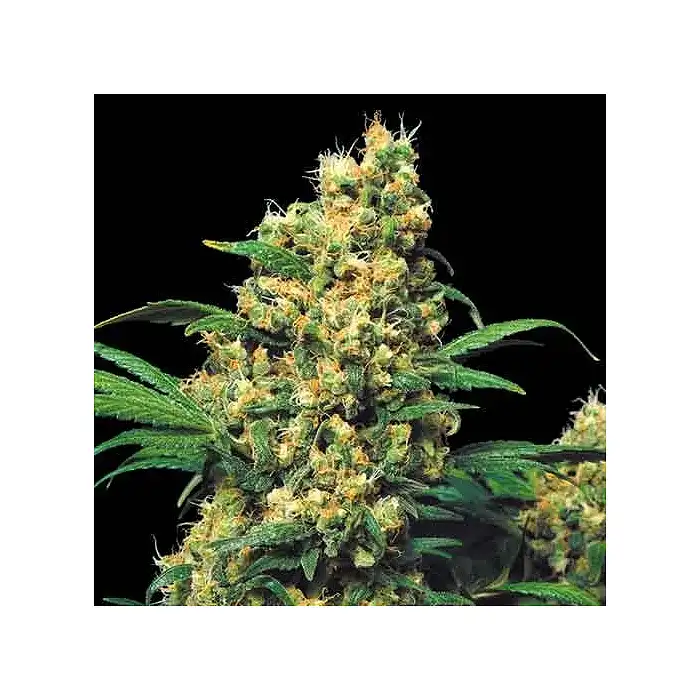 CBD Warlock - Serious Seeds