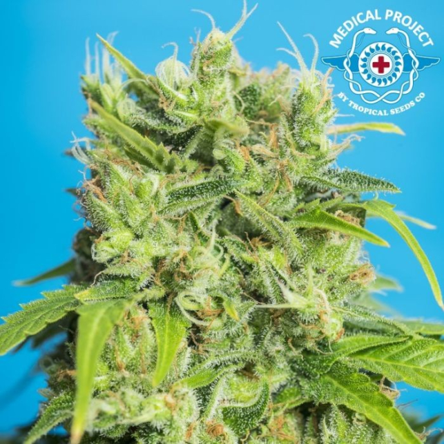 Heaven's Gate CBD