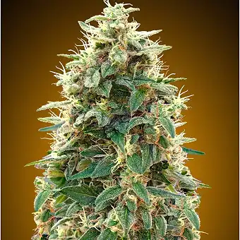 Automatic Collection 3 - 00 Seeds