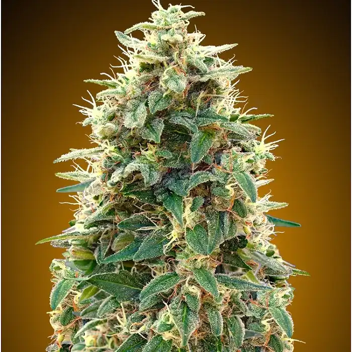 Automatic Collection 3 - 00 Seeds