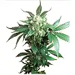 Black Domina® Feminizada - Sensi Seeds Black Domina® Feminizada - Sensi Seeds