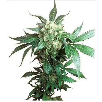 Black Domina® Feminized - Sensi Seeds