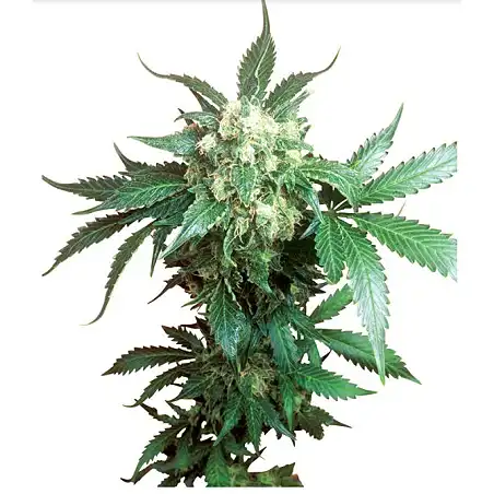 Black Domina® Féminisée - Sensi Seeds