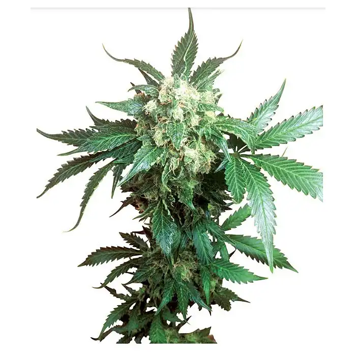 Black Domina® Feminizada - Sensi Seeds