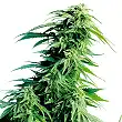 Hindu Kush® Feminizada - Sensi Seeds