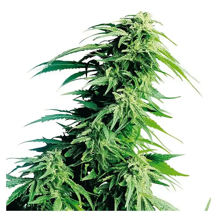 Hindu Kush® Feminizada - Sensi Seeds