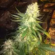 Langui Kush - The Kush Brothers Langui Kush - The Kush Brothers