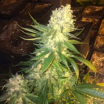 Langui Kush - The Kush Brothers