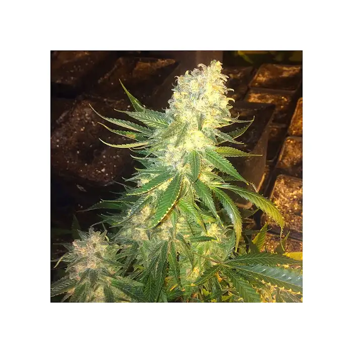 Langui Kush - The Kush Brothers