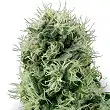 Hindu Kush® Feminized - White Label