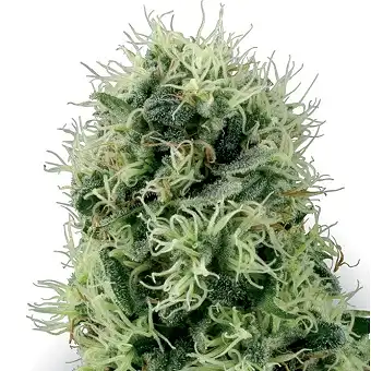 Hindu Kush® Feminized - White Label