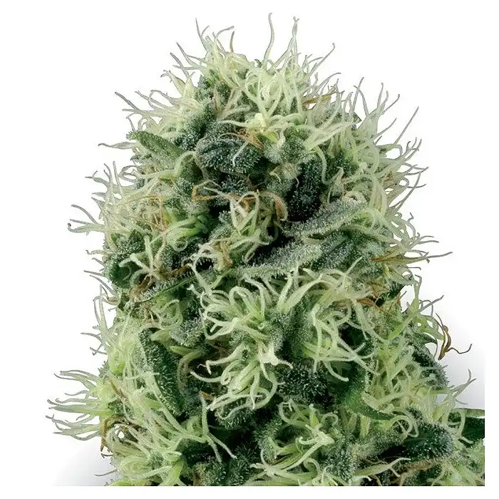 Hindu Kush® Feminized - White Label