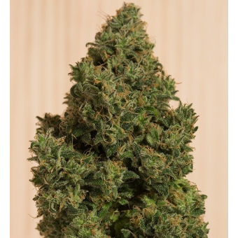 Blue Dream CBD
