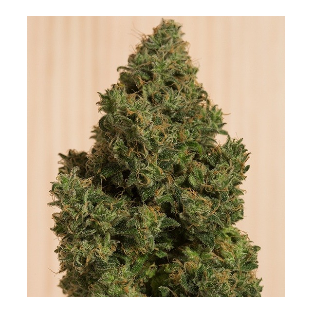 Blue Dream CBD