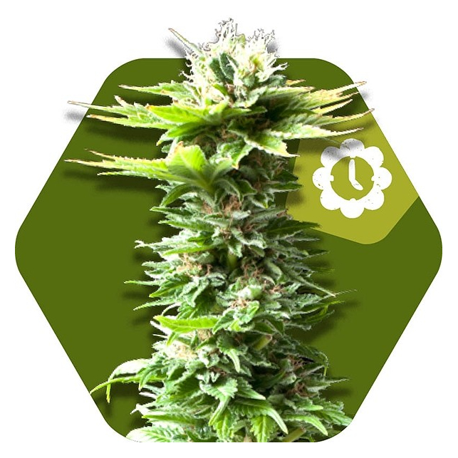 Power Kush Auto