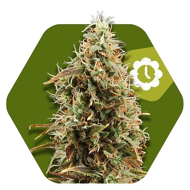 Green AK XL Auto