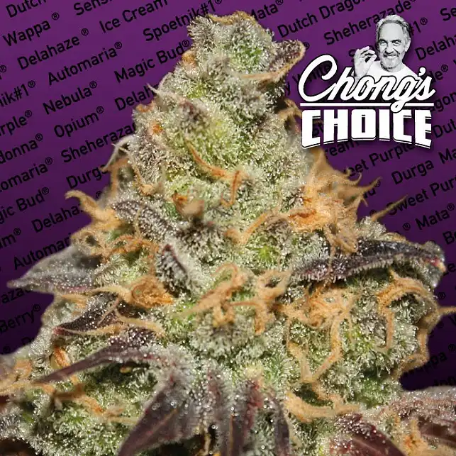 Blue Kush Berry - Paradise Seeds Blue Kush Berry - Paradise Seeds