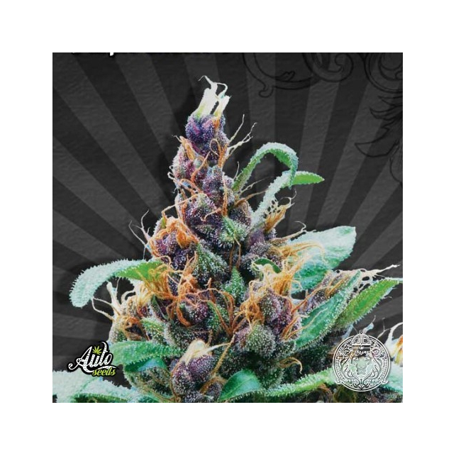 Purple Stilton