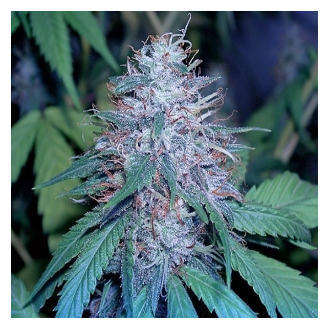 Grape Kush