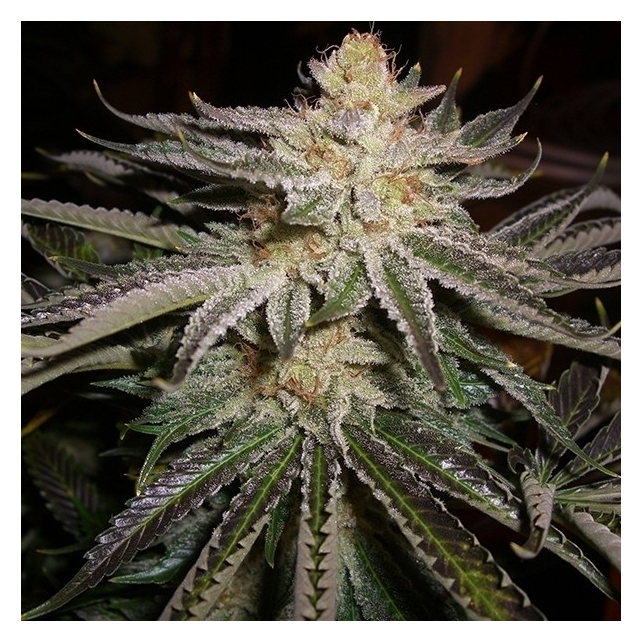 Original Sour Diesel