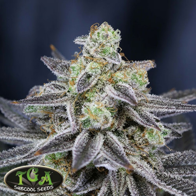 Cherrygasm - Subcool's the Dank