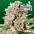 Mendocino Skunk - Paradise Seeds Mendocino Skunk - Paradise Seeds