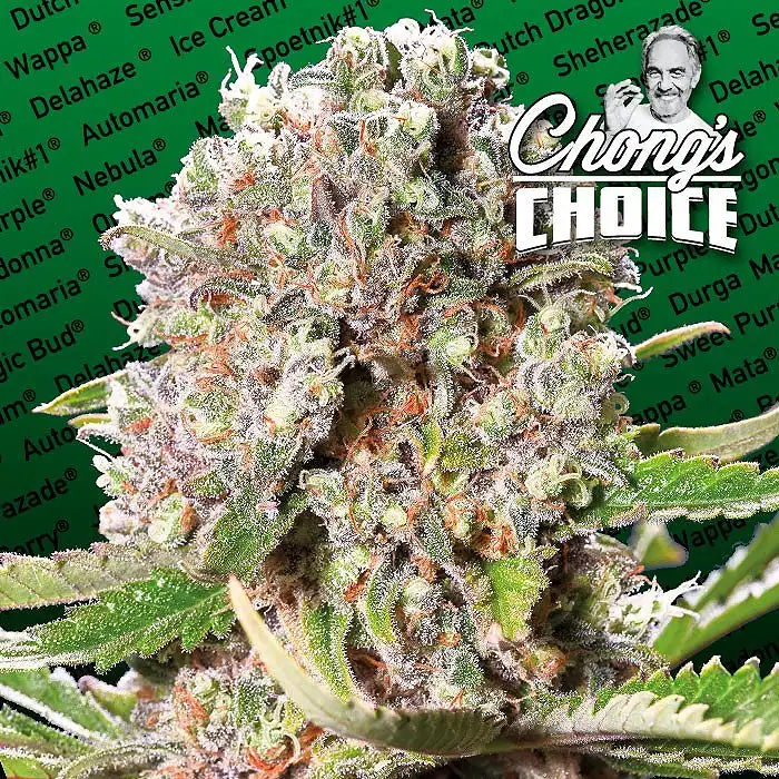 Mendocino Skunk - Paradise Seeds