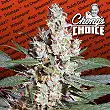 L.A Amnesia - Paradise Seeds
