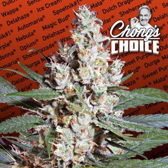 L.A Amnesia