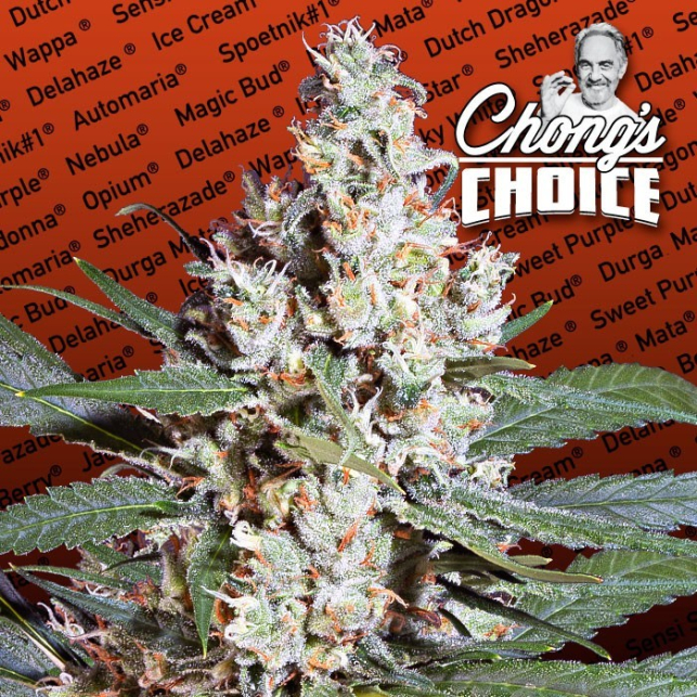 L.A Amnesia