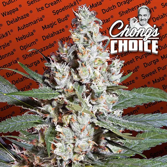 L.A Amnesia - Paradise Seeds