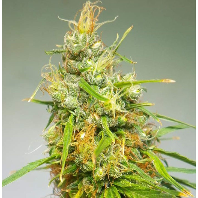 Durban Regular